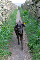 Wall Mural - dog on the road