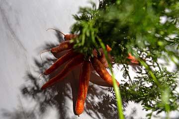 A freshly harvested bunch of raw organic carrots