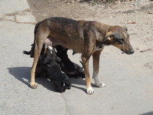 Stray Dog Feeding Puppies On Street
