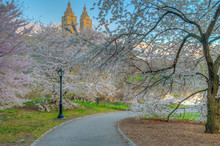 Central Park In Spring