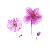 Fototapeta Storczyk - Watercolor anemone flowers and buds. Hand drawn single flower isolated on white background. Botany illustration