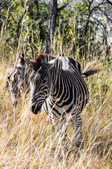 Wall Mural - Zebra walking through grass, Kruger National Park, South Africa