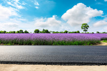 Empty Asphalt Road And Purple Lavender Field On A Sunny Day.