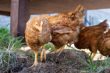 Dominant Red barred chicken looking for food in the  garden with grass