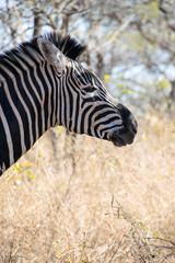 Wall Mural - Zebra walking through grass, Kruger National Park, South Africa