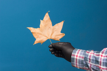 Dry leaf in the hand of a person with black glove