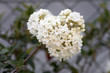 © Harald Biebel - Schneeball (Viburnum) im Garten, Nahaufnahme