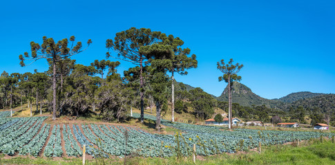 Canvas Print - Paisagem rural com plantação de hortaliças 