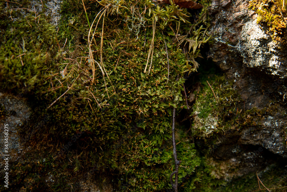 Moss green texture. Moss background. Green moss on grunge texture, background. Moss Seamless Texture