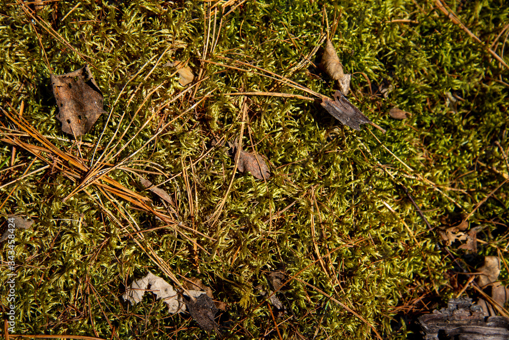 Moss green texture. Moss background. Green moss on grunge texture, background. Moss Seamless Texture