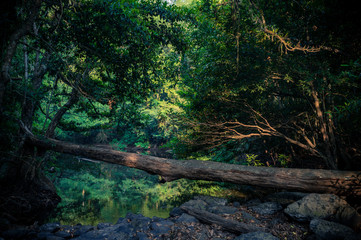 Wall Mural - earth day concept, tropical forest and natural resource
