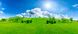 canvas print picture - Green grass and tree on a sunny day.
