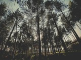 Fototapeta Las - Big and tall pine trees are seen in a dense forest. Natural treescape on scenic woodland trail. Backlit view as afternoon sun shines through branches and trunks. Soft focus creates fresh atmosphere
