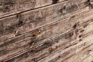 Wall Mural - Wooden lumber wall old dark texture at an angle