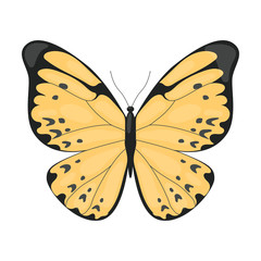 Wall Mural - Yellow Tropical Butterfly, Beautiful Colorful Flying Insect for Decorative Element Vector Illustration