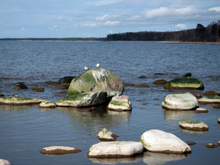 Rocky beach Baltic Sea, rocks in the water with reflection, two seagulls on a rock, shoreline with forest