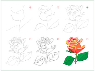 Wall Mural - page shows how to learn to draw step by step beautiful rose flower. developing children skills for d