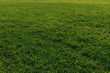 © LIGHTFIELD STUDIOS - green and fresh grass in summertime