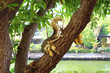 Brown squirrel eating bananas some people left on the tree
