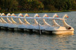 Pow of Empty Swan Pedal Boats Moored on the Lake in a Park