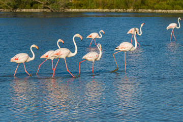 Sticker - Rosaflamingo (Phoenicopterus roseus) in der Camargue, Frankreich