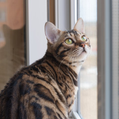 Portrait of a cat close-up at the window. A beautiful animal with green eyes. Little leopard. Square