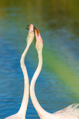 Poster - Rosaflamingo (Phoenicopterus roseus) in der Camargue, Frankreich