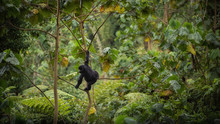 Wild Mountain Gorilla In The Nature Habitat. Very Rare And Endangered Animal Close Up. African Wildlife.Big And Charismatic Creature. Mountain Gorillas. Gorilla Beringei Beringei.