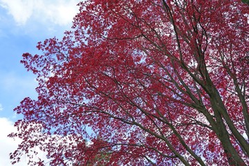Wall Mural - Red foliage of a Japanese Maple tree