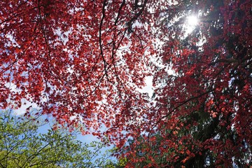 Wall Mural - Red foliage of a Japanese Maple tree