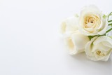Fototapeta Dmuchawce - White Rose. Flower background image.