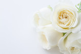 Fototapeta Dmuchawce - White Rose. Flower background image.