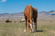© Ivan_vislov_nadsochi - Beautiful red horse grazing in a meadow in spring