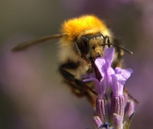 Close-up Of Honey Bee Pollinating Lavender Flower During Sunny Day