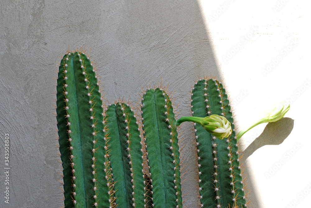 cactus age Digital Download