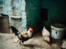 Chickens On The Streets Of Varanasi, India