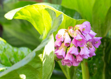 Elephant Ear Plant In Flower With A Cluster Of Small Pink Flowers Against Vibrant Green Leaves