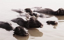 Water Buffalo In The Ganges River, Varanasi, India 