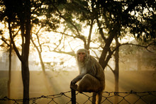 Rhesus Macaque Monkey Sitting On A Fence At Sunrise, Agra, India 