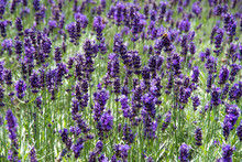 Full Frame Shot Of Lavenders Growing On Field
