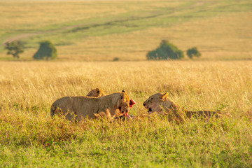 LEONAS CON CRÍAS COMIENDO DESPUES DE HABER CAZADO UNA CEBRA EN MASAI MARA - KENIA - AFRICA