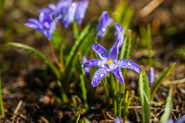 Closeup of blooming blue scilla luciliae flowers with raindrops in sunny day. First spring bulbous plants. Selective focus with bokeh effect.