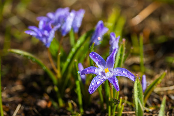 Closeup of blooming blue scilla luciliae flowers with raindrops in sunny day. First spring bulbous plants. Selective focus with bokeh effect.