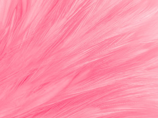 Wall Mural - Beautiful abstract white and pink feathers on white background and soft white feather texture on pink  pattern and pink background, feather background, pink banners