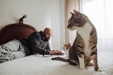 Male freelancer working on laptop while lying on bed in bedroom with two cats around. Working from home concept, freelance concept