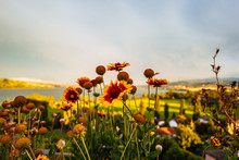 Gaillardias Blooming On Field Against Sky