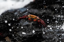 Sally Light Foot Crab On The Rock