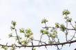 © Oksana Bessonova - Branch with beautiful blooming pear tree flowers in the garden against a blue sky