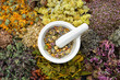 Healing herbs and mortar of medicinal herbs - thyme, coneflower, marigold, daisies, helichrysum flowers, heather, mistletoe. Herbal medicine, top view.