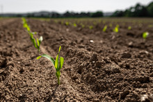 A Young Crop Of Corn On A Dry Farm Field In Rural England, UK